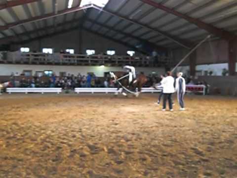 AdW1 Pferdeprüfung Teil 1