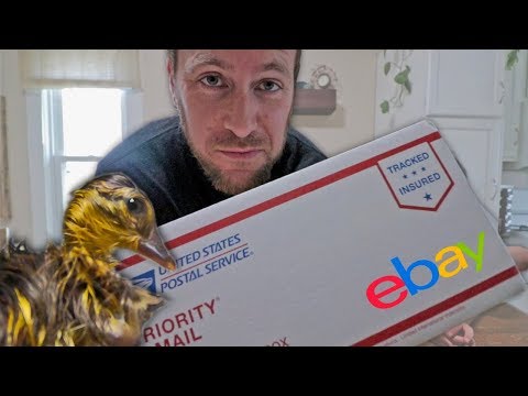 , title : 'The rarest duckling on eBay'