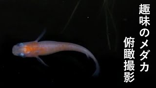 メダカの餌やり動画　#6 (水を多めにもらう)