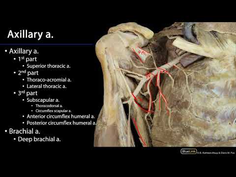 Cardio Station 9 - Upper Limb Arteries