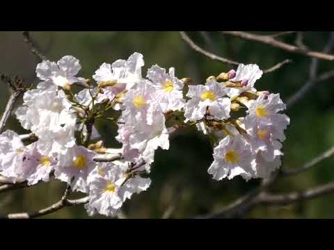 The Green-breasted Mango