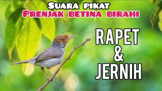 Download lagu Suara Pikat Prenjak Betina Birahi Memanggil Jantan Paling Jernih mp3 Download lagu Suara Pikat Prenjak Betina Birahi Memanggil Jantan Paling Jernih mp3