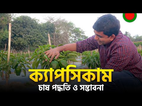 ক্যাপসিকাম(Capsicum) -১০০ দিনে আয় প্রায় ৩ লাখ টাকা- চাষ পদ্ধতি ও সম্ভাবনা (পর্ব-০২)
