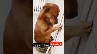 Download lagu Tu chaudhari hai Video=039 😂 #viral #viralvideo #streetdog #dog #Tonystreedog mp3