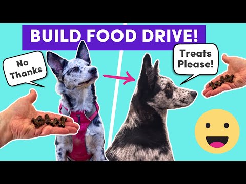 My Dog Won’t Train for Food (and how to fix it!) // Fixing Food Motivation Issues