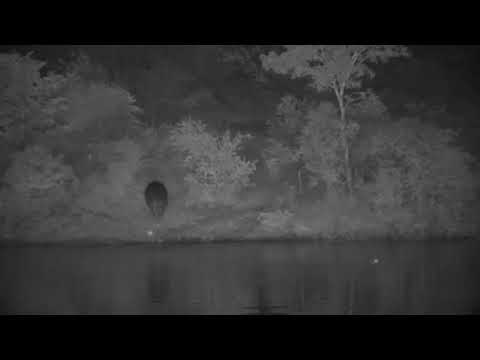 Djuma: One Hippo getting out of the dam - 03:29 - 03/09/2023