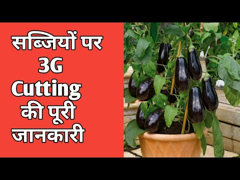 YouTube video about: What is 3g cutting in plants?