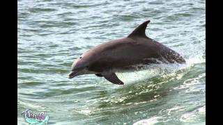 preview picture of video 'Rudee Flipper Dolphin Watching Cruises'