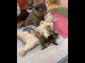 The cutest couple | Adorable cats