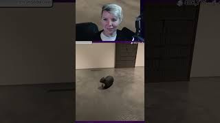 The BEST meme cat was found in Twisted Gallery