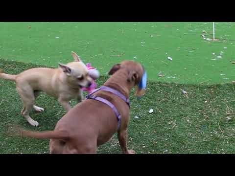 Nikki, an adopted French Bulldog Mix in Colorado Springs, CO_image-1