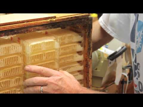 , title : 'Unique Process of Herman's Honeycomb