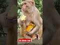Jai Shree Ram Ram Shreeram Bhole Hanuman Bajrangbali Monkey Vijaypriyankacutecouplevlogs