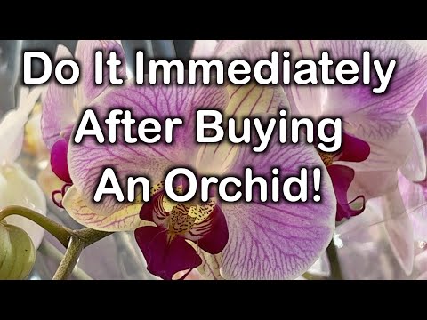 Do this right after purchasing orchids to ensure longevity!
