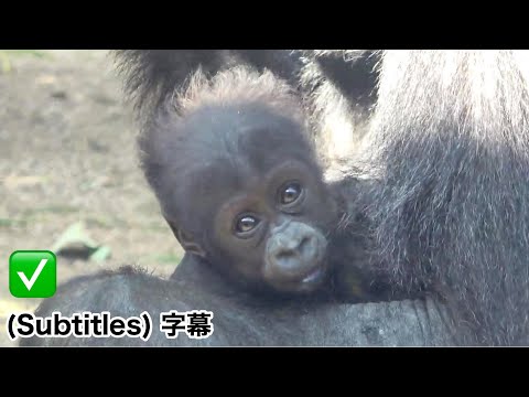 Baby gorilla moving 360 degrees while being held by Mom Genki. 88 days old.｜Momotaro family