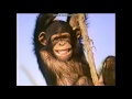 Opening To Tom And Jerry The Alphabet Jungle Game 1998 Vhs