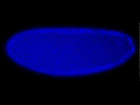 Early mitotic divisions and gastrulation of a Drosophila embryo