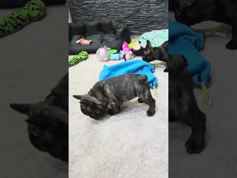 Video 4
