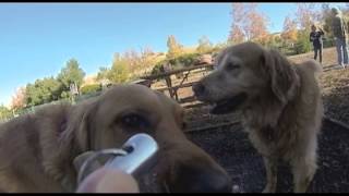 preview picture of video 'Good Day for a Dog (Slo-Mo with the GoPro Hero3)'