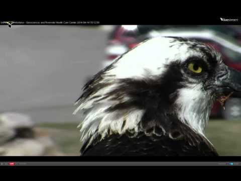 2014 Hellgate Osprey Cam-April 14, 2014 @ 1708 hrs EST.  ©lehemt.