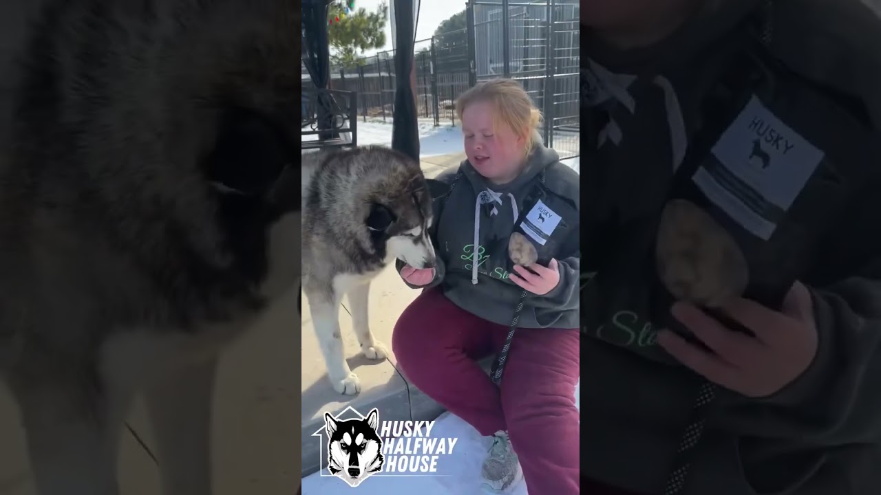Enlarge Glacier, a Adoptable Husky in Eufaula, OK video 6/6
