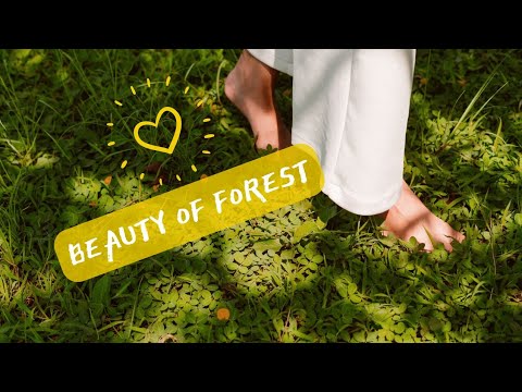 Beauty of forest|Meditations music |Nature is a beauty