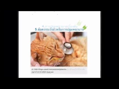 Belemnites และโรคสะเก็ดเงิน บรรเทาแผลเปื่อยเรื้อรังจากกองทัพ