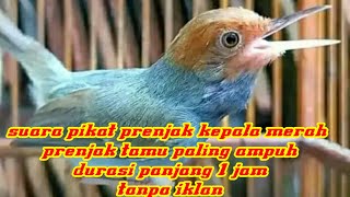 Download lagu suara pikat prenjak kepala merah paling manjur durasi panjang tanpa iklan a07 mp3 Download lagu suara pikat prenjak kepala merah paling manjur durasi panjang tanpa iklan a07 mp3