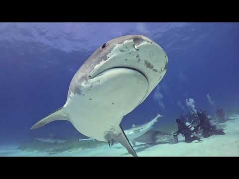 Diving with Giant Tiger Sharks at Tiger Beach, Bahamas! 😱🦈🌊