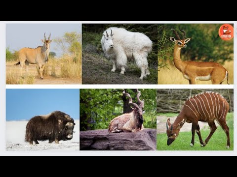A World of Horned & Hooved animals Name in English for kids #kidslearning #kidsvideo  #animals