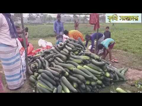 স্কোয়াশ চাষ পদ্ধতি ও অপার সম্ভাবনা