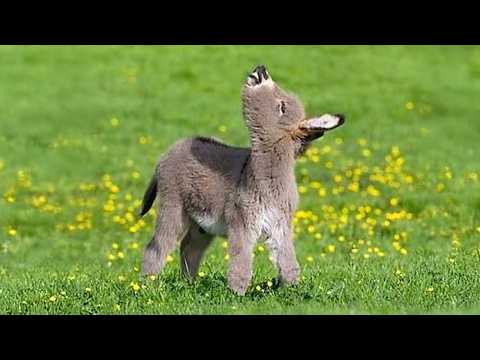 Les animaux sont les plus mignons du monde 🤣 drôles de vidéos d'animaux 2025