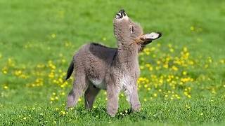 Les animaux sont les plus mignons du monde 🤣 drôles de vidéos d'animaux 2025