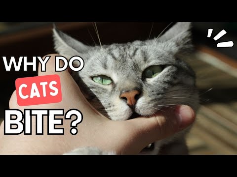 Why Does My Cat BITE Me? 😺 (7 Reasons why your cat is biting you!)