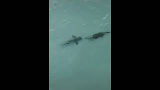 Download lagu Perburuan Hiu Buaya Air Asin 🤯 #shorts #2021 mp3 Download lagu Perburuan Hiu Buaya Air Asin 🤯 #shorts #2021 mp3