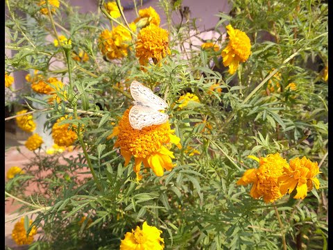 Butterfly🦋playing in the garden of marigold!🍀🍃💐❤⚘#gardening#marigolds#butterfly🦋💮#sudeshna'ssphere