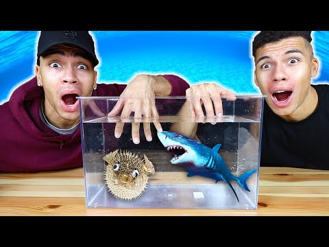 WAS IST IN DER BOX CHALLENGE - UNTERWASSER TIERE !!! | Kelvin und Marvin