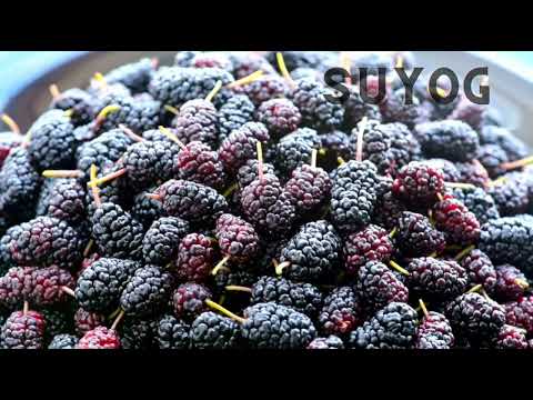 Frozen whole mulberry, packaging size: 1 kg, packaging type:...