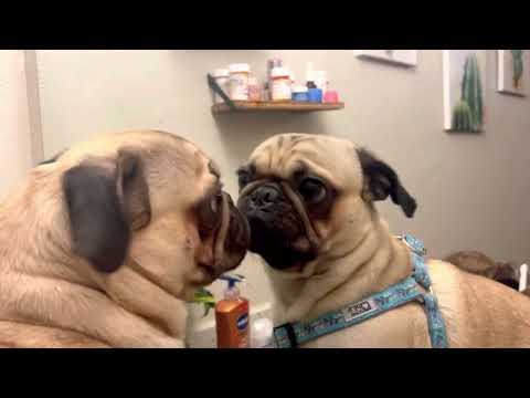 A Pug Love Story ❤️🐶 || Funny Music Video || Song: Perfect by Ed Sheeren 💍💞