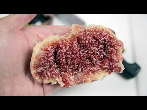 download lagu mp3 mp4 Fig Newton Recipe Fresh Figs, download lagu Fig Newton Recipe Fresh Figs gratis, unduh video klip Fig Newton Recipe Fresh Figs