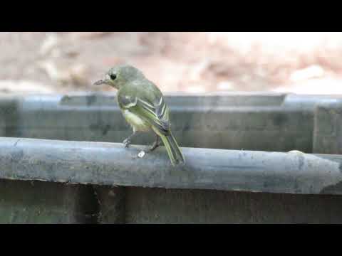 Hutton's Vireo (Vireo huttoni) Getting a Drink - Armstrong Redwoods State Park