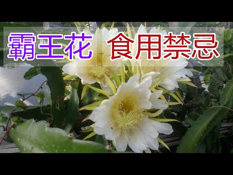 曇花 食用禁忌
