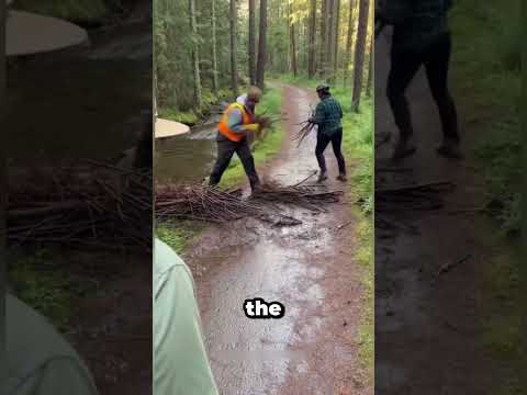Рейнджеры продолжали расчищать эту тропу… пока не последовали за бобром 🦫