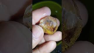 Download lagu bahan kinyang karang teh dan air wa: 085768385509 mp3 Download lagu bahan kinyang karang teh dan air wa: 085768385509 mp3