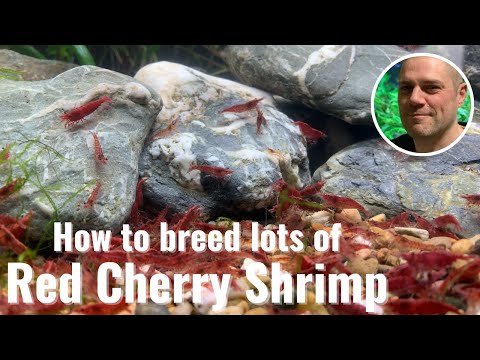 Easy Way To Breed Red Cherry Shrimp - IDEAL BEGINNERS BREEDING TIPS!