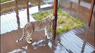Герда пользуется новой чесалкой которую сделал Саша! Гепард боится воды, но ?