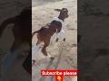 Gay Ka Chhota Sa Baccha Gorisharma Shortvideo Viralreel