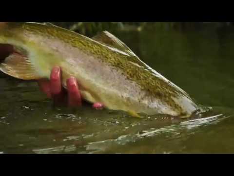 ORVIS -How To Fly Fish For Big Trout In Tough Cover