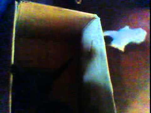 like cat.by Niyaz udyawar