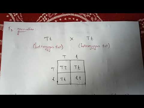 POINT MUTATION BY PHANINDRA GUPTHA